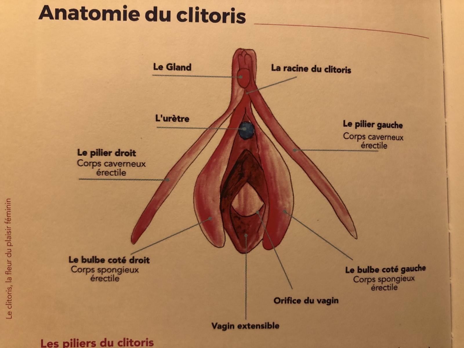 Illustration pour plaisir féminin